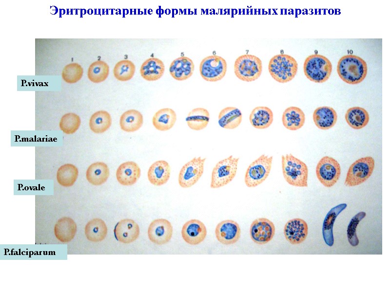 Эритроцитарные формы малярийных паразитов P.vivax P.malariae P.ovale P.falciparum